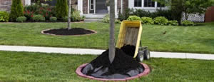 Maintaining existing tree mulch