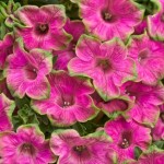 Picasso in Pink variety petunia