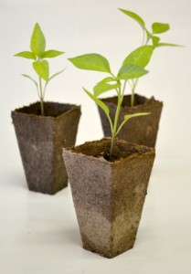 3 seedlings ready for planting