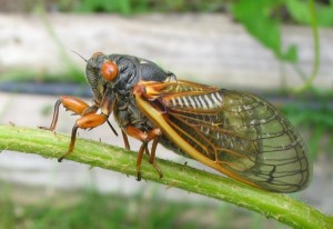 an adult cicada on a branch