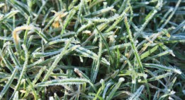close up of frost covered grass