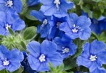 NEW ANNUALS FOR 2013 BRING COLOR TO YOUR GARDEN