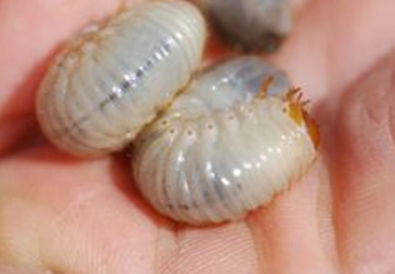 PEST OF THE MONTH: WHITE GRUBS