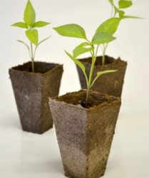 5 TOP LANDSCAPING MISTAKES OF HOMEOWNERS